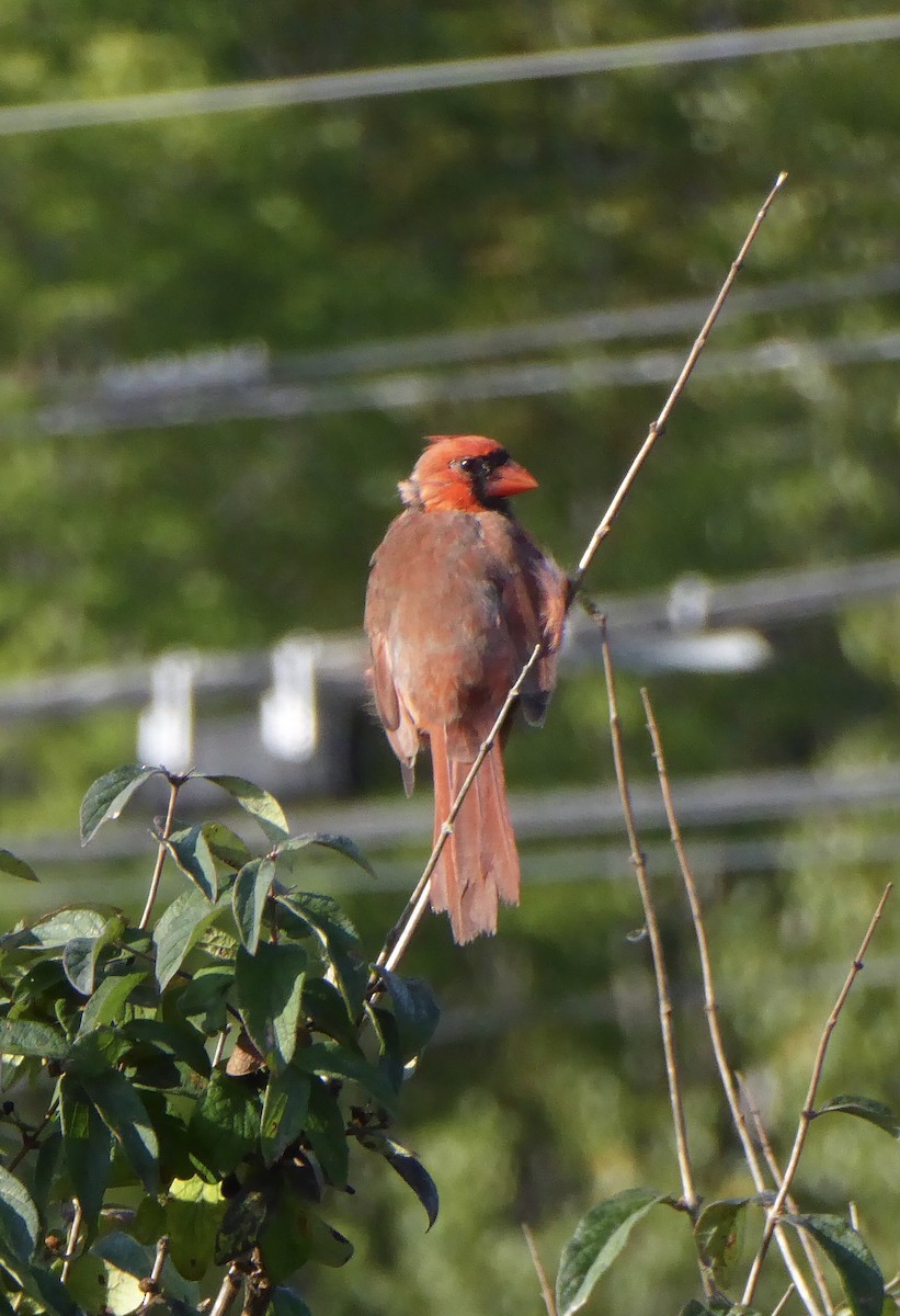 Northern Cardinal - ML623597143