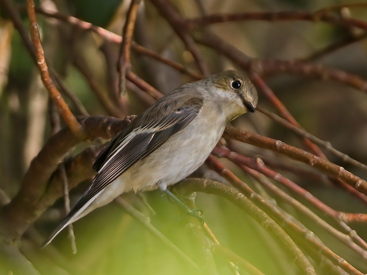 European Pied Flycatcher - ML623597144