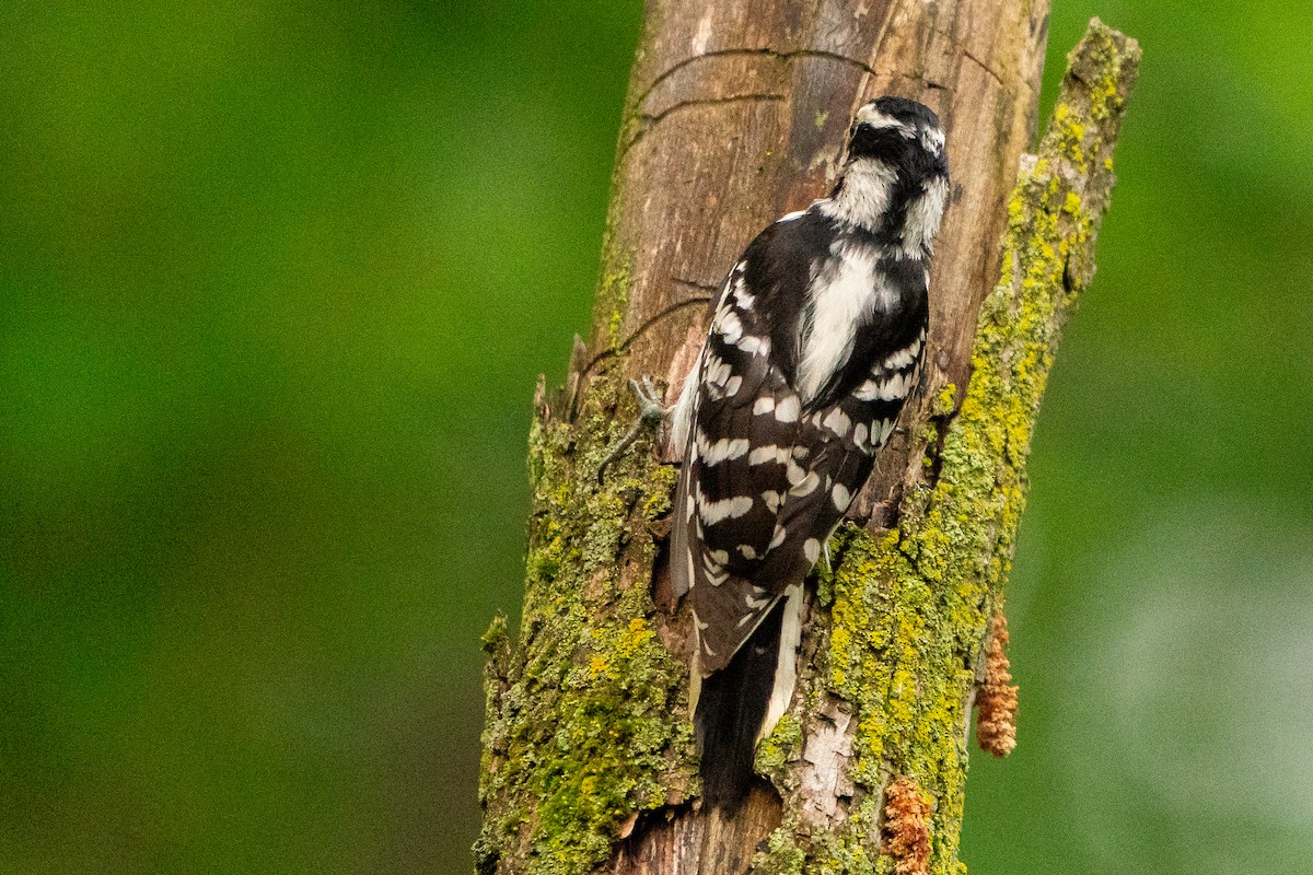 Downy Woodpecker - ML623597148