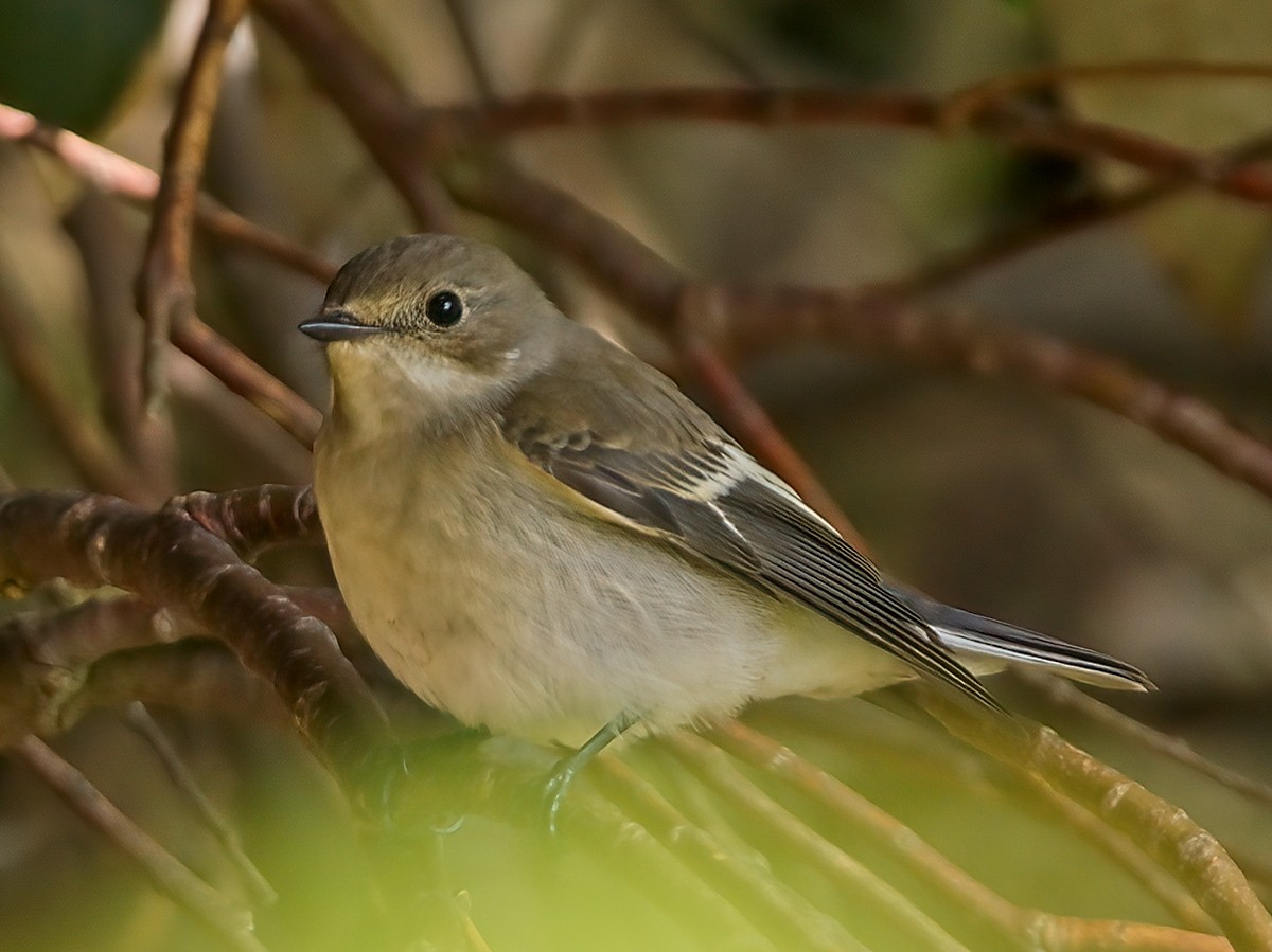 European Pied Flycatcher - ML623597157