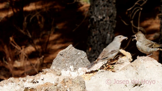 Tenerife Blue Chaffinch - ML623597162