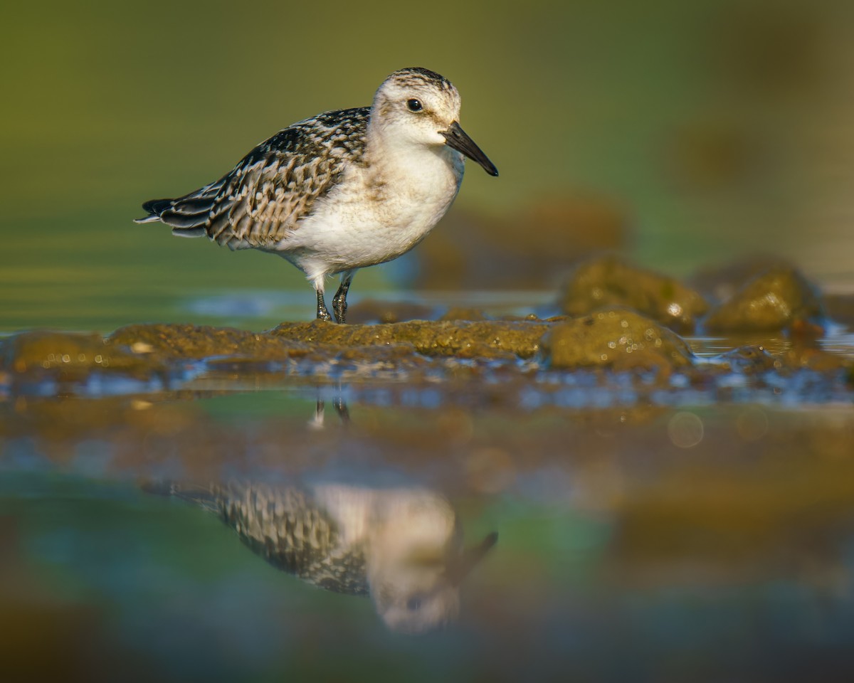 Sanderling - ML623597165