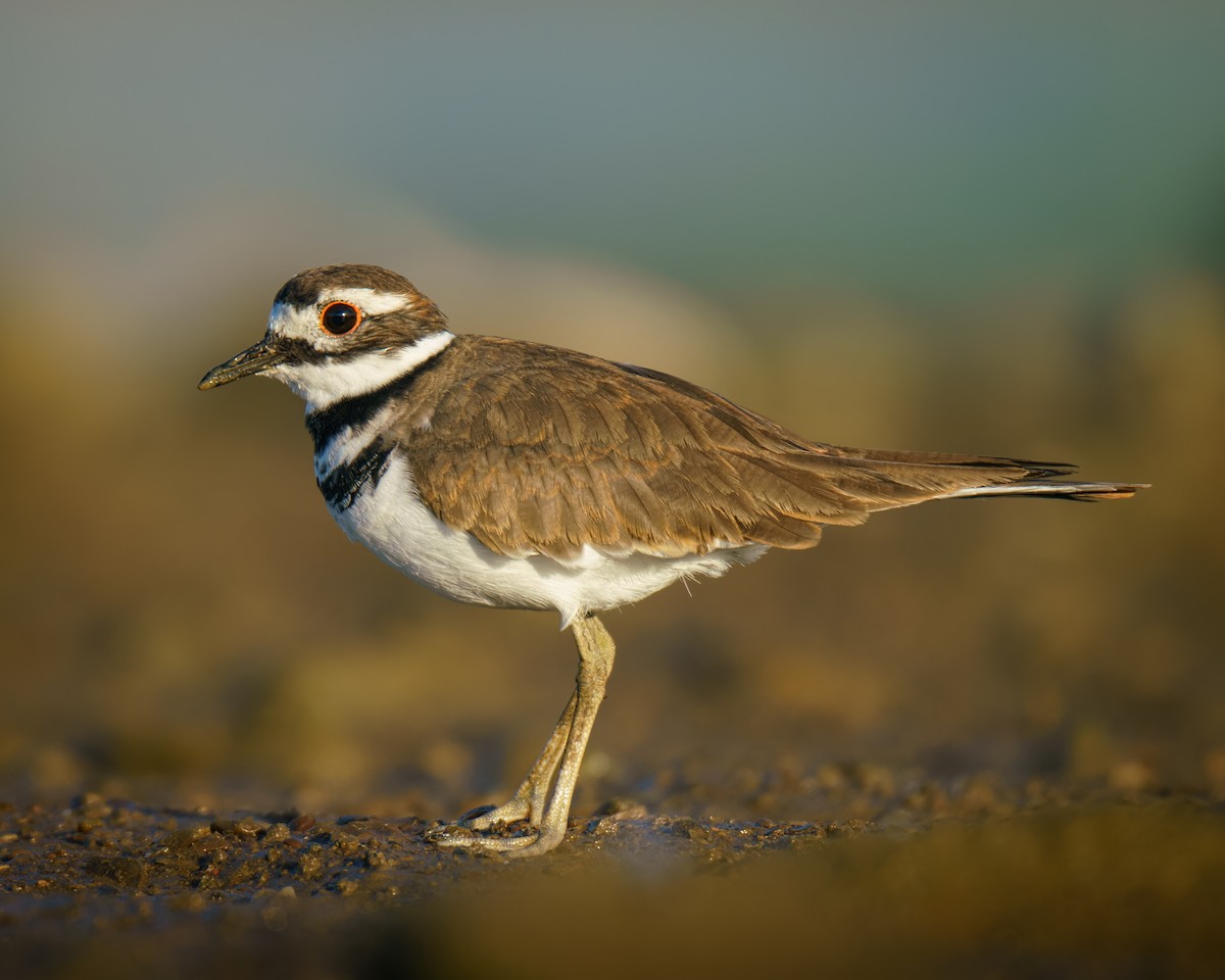 Killdeer - ML623597175