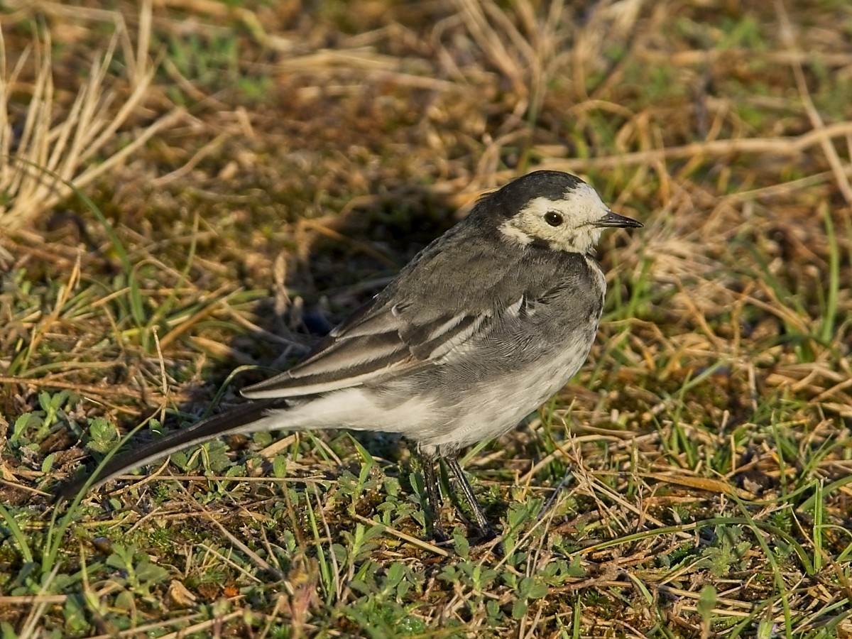 White Wagtail (British) - ML623597176