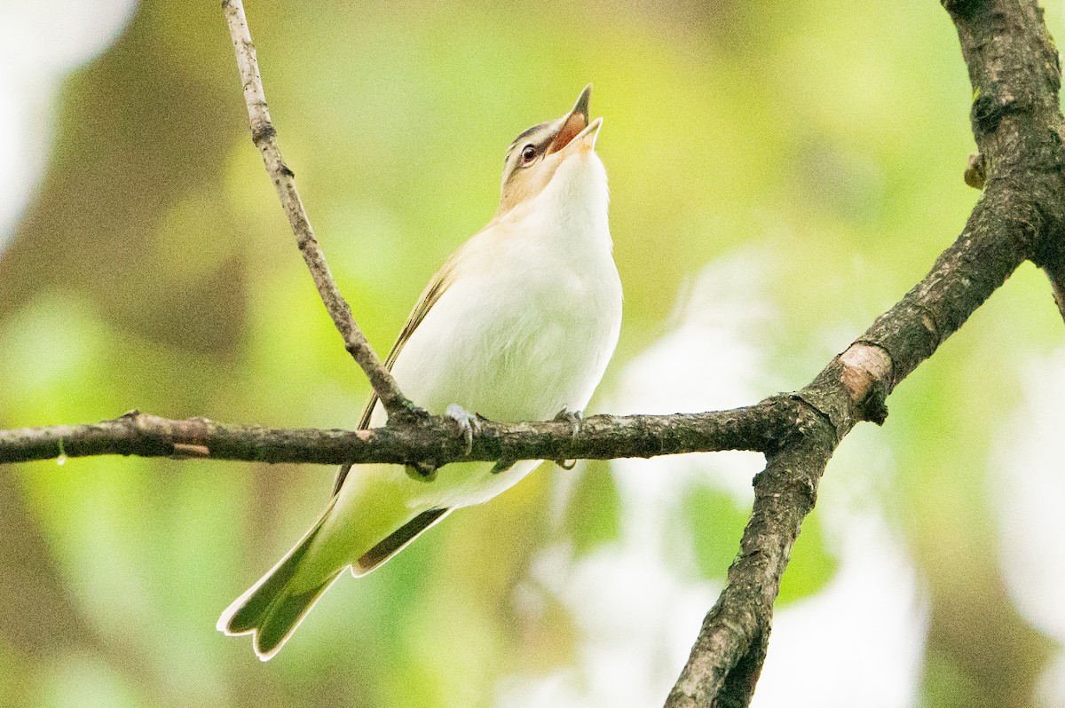 Red-eyed Vireo - ML623597205