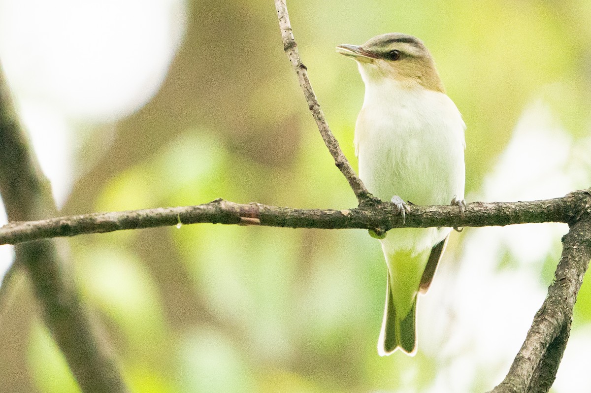 Red-eyed Vireo - ML623597206