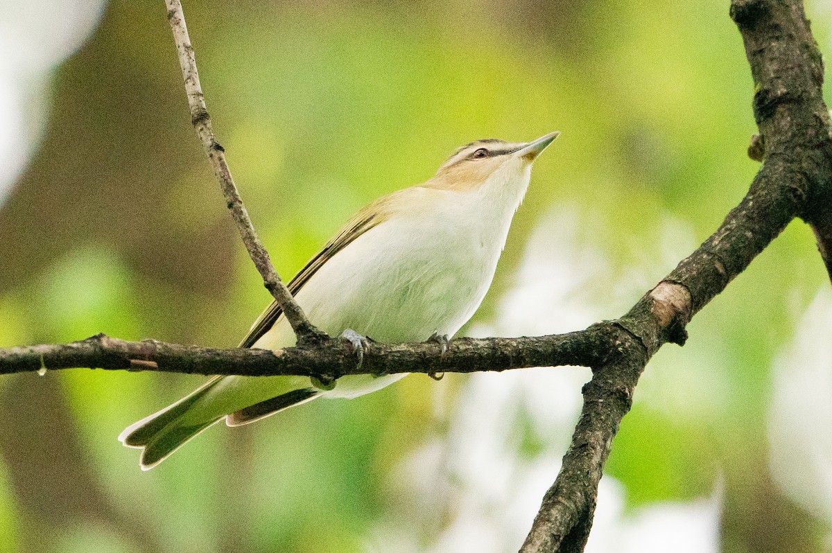 Red-eyed Vireo - Matt Hoberg