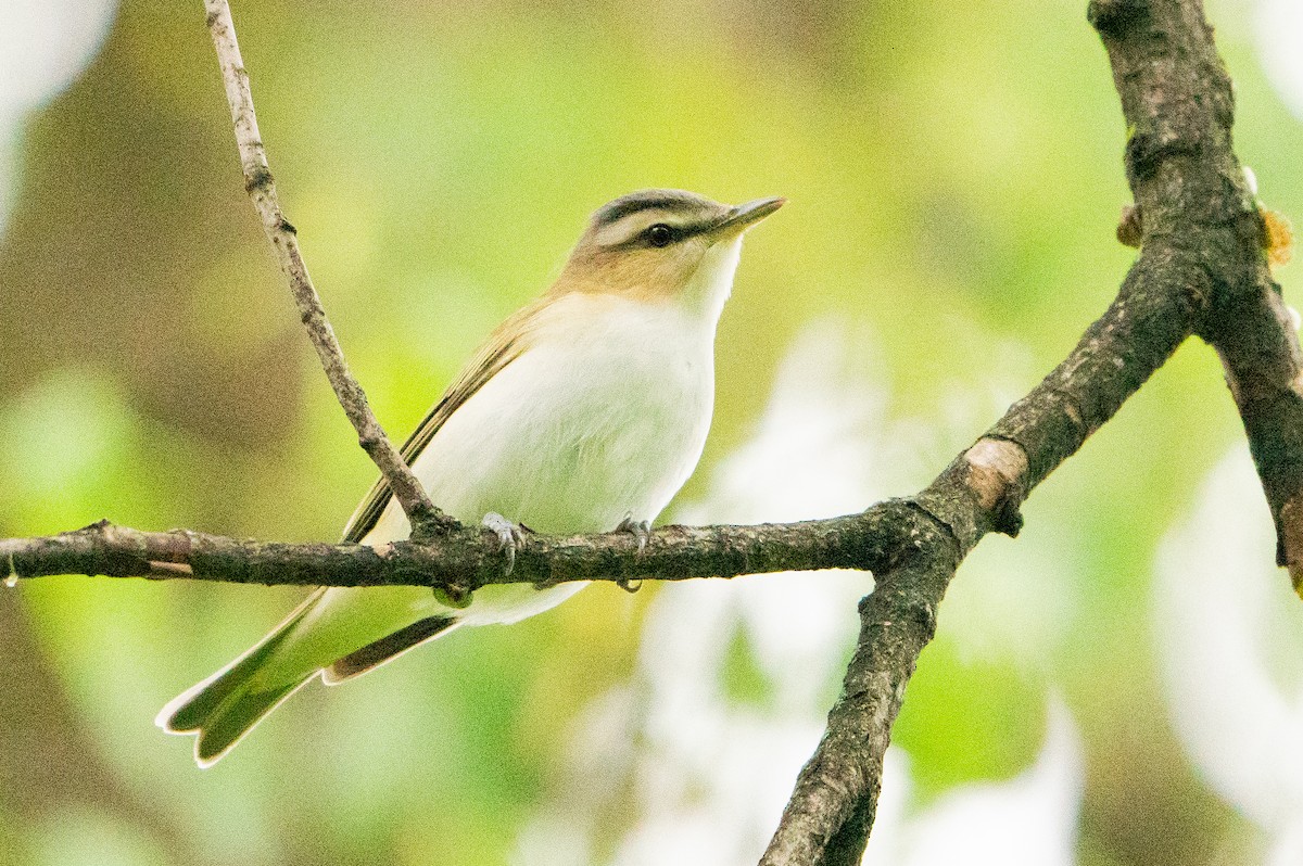 Red-eyed Vireo - ML623597212