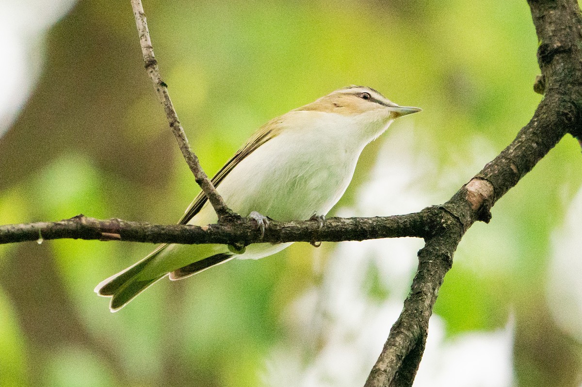 Red-eyed Vireo - ML623597215