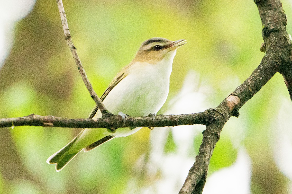 Red-eyed Vireo - Matt Hoberg