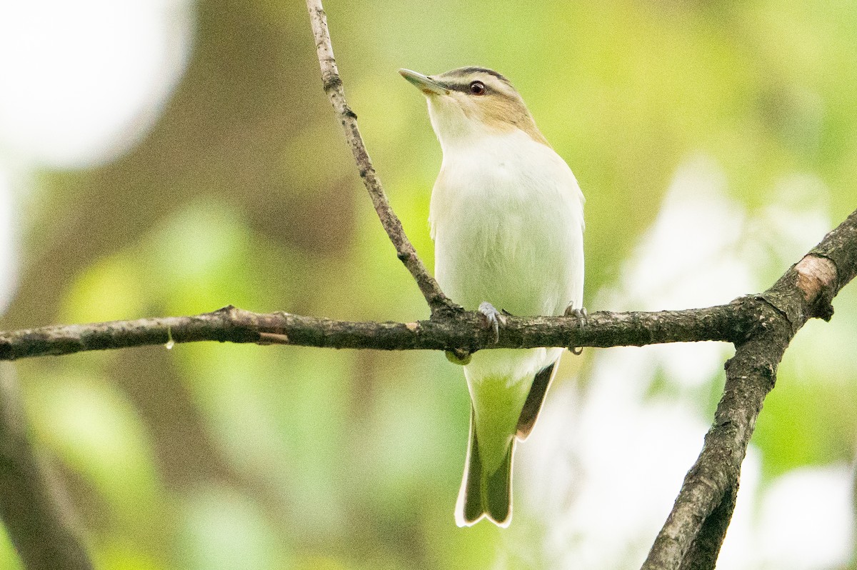 Red-eyed Vireo - ML623597219