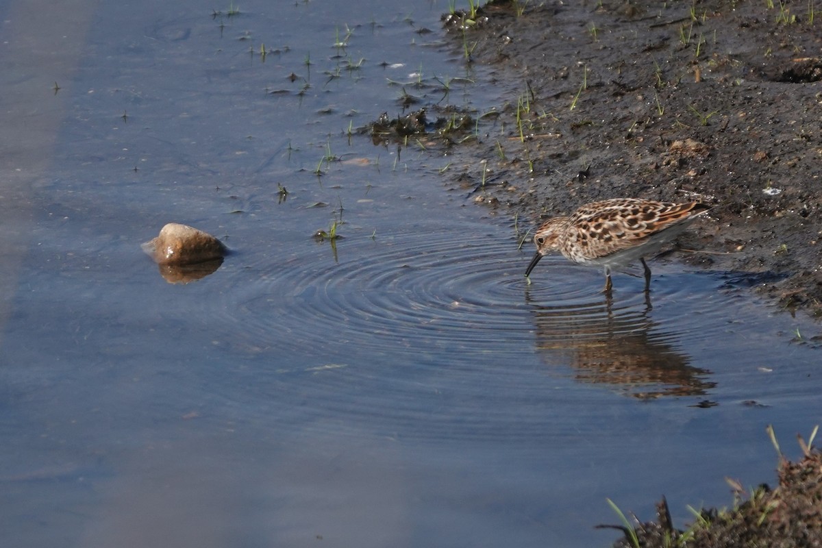 Least Sandpiper - ML623597232