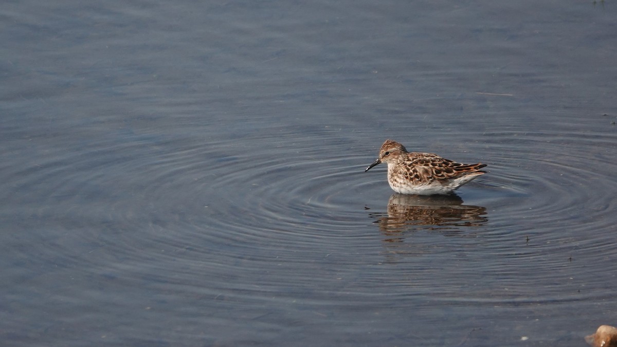 Least Sandpiper - ML623597233