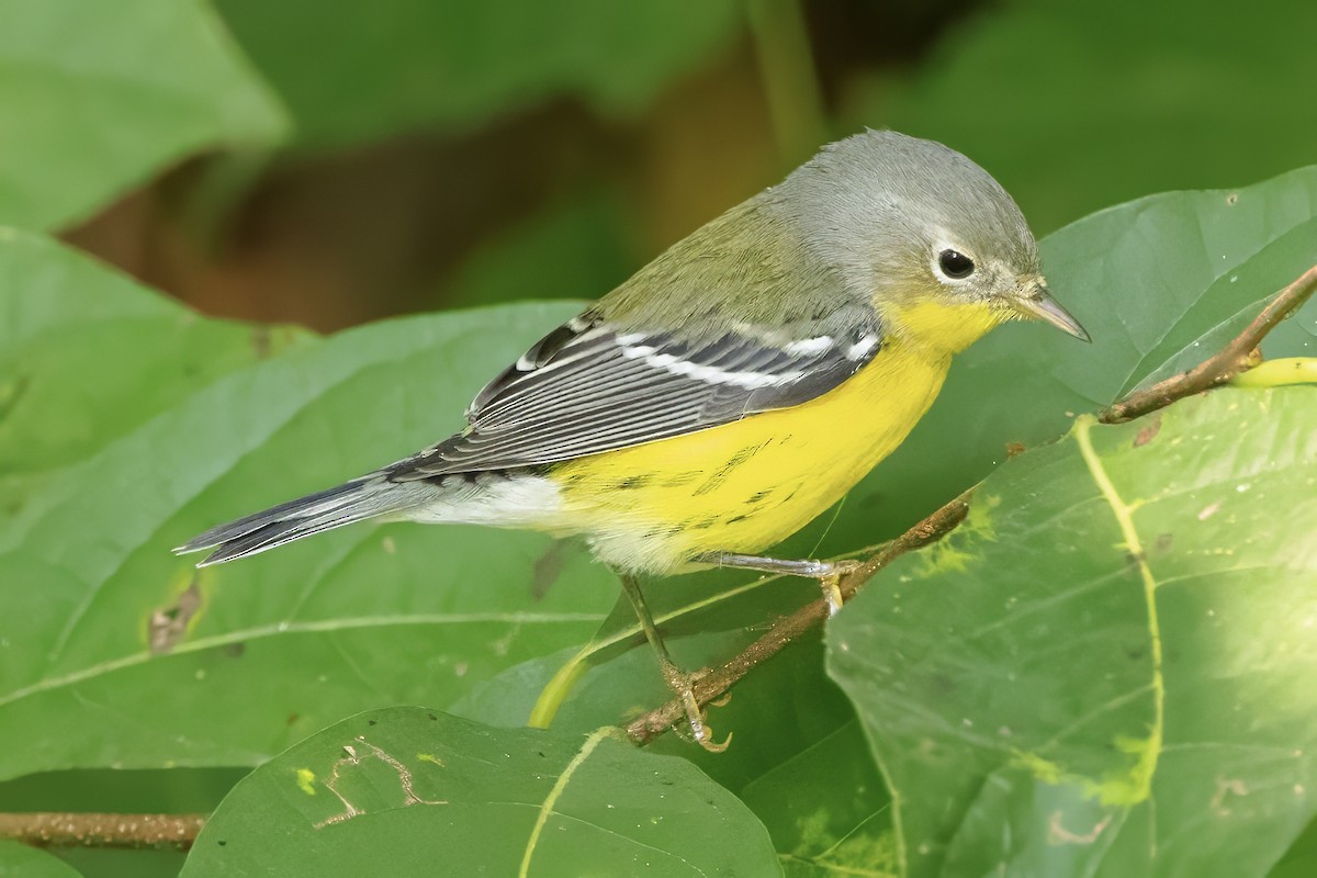 Magnolia Warbler - ML623597237