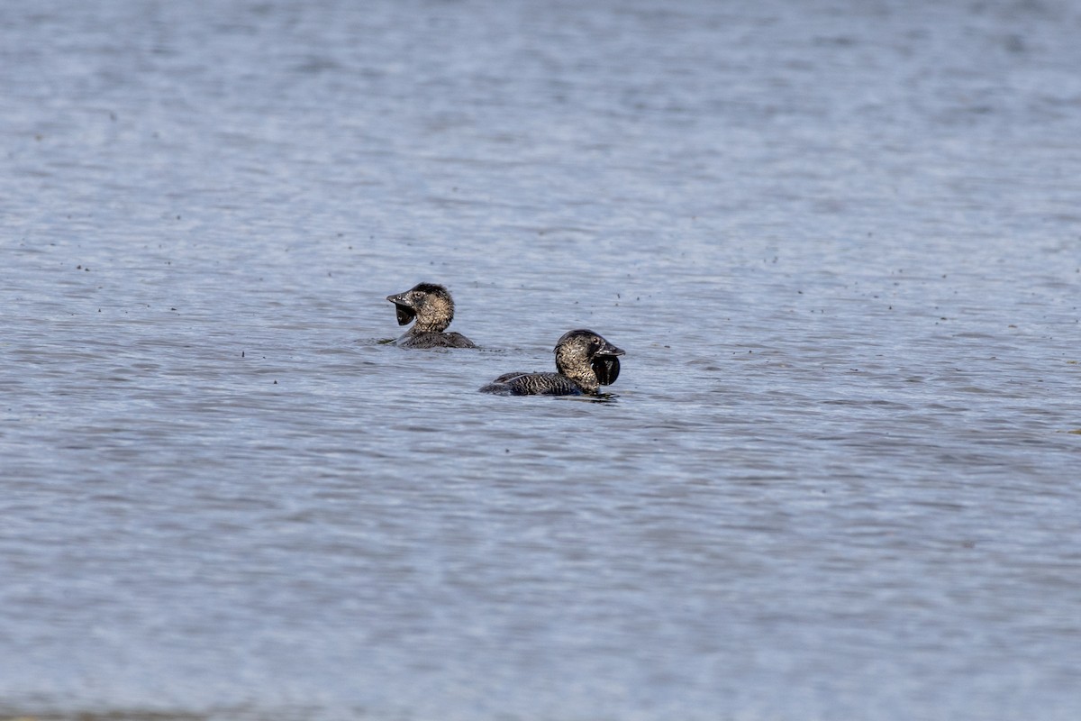 Musk Duck - Greg McLachlan