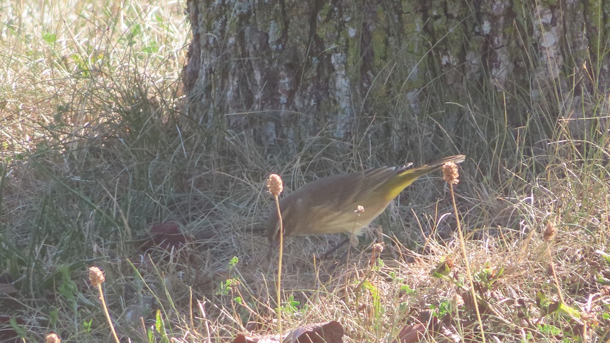 Paruline à couronne rousse (palmarum) - ML623597274