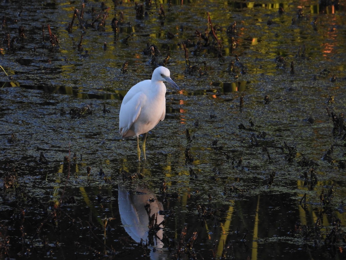 Little Blue Heron - ML623597297