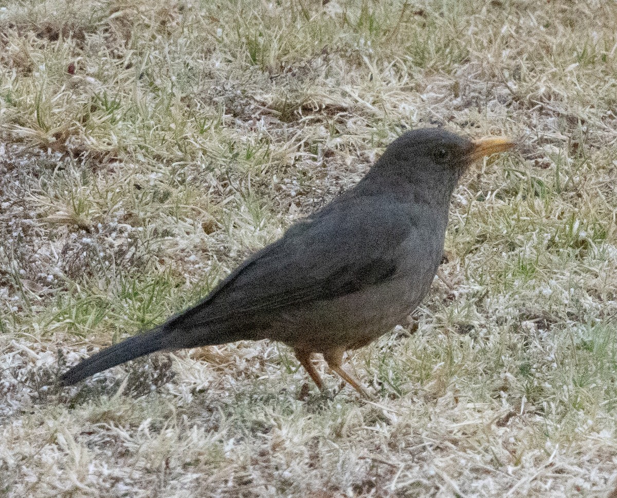 Karoo Thrush - ML623597304