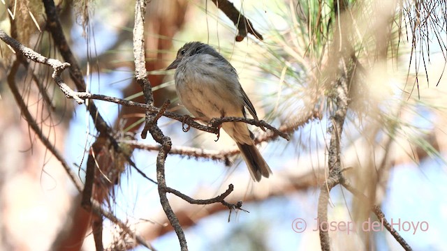Tenerife Blue Chaffinch - ML623597343