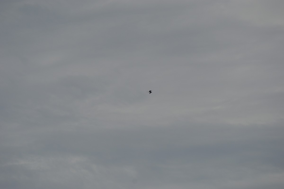 Magnificent Frigatebird - ML623597349