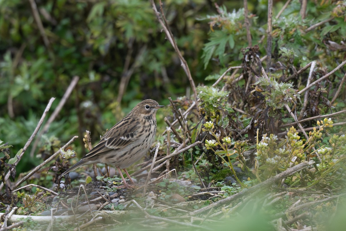 Red-throated Pipit - ML623597407