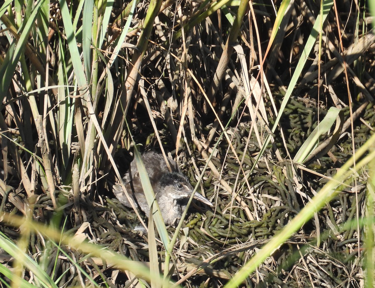 Clapper Rail - ML623597410