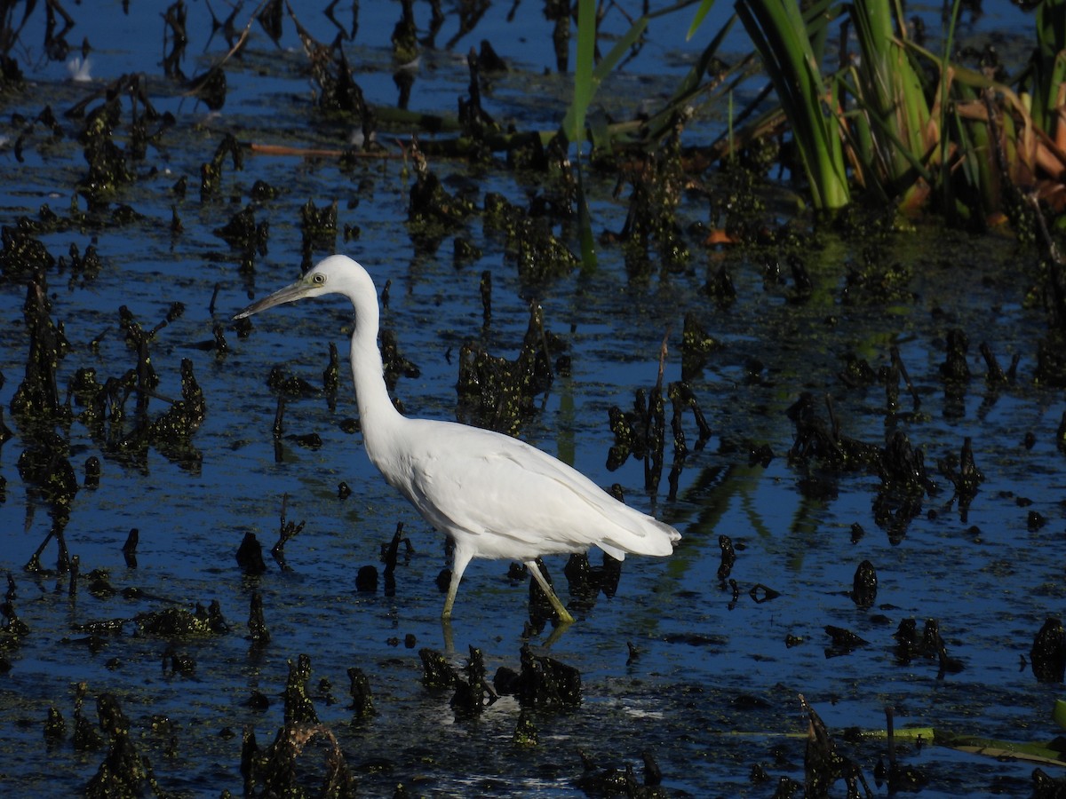 Little Blue Heron - ML623597459