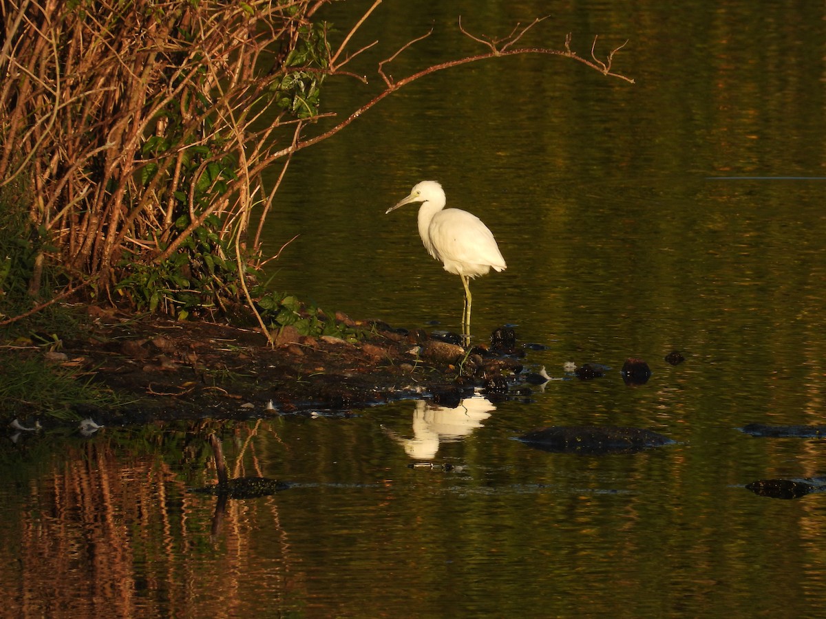 Little Blue Heron - ML623597463