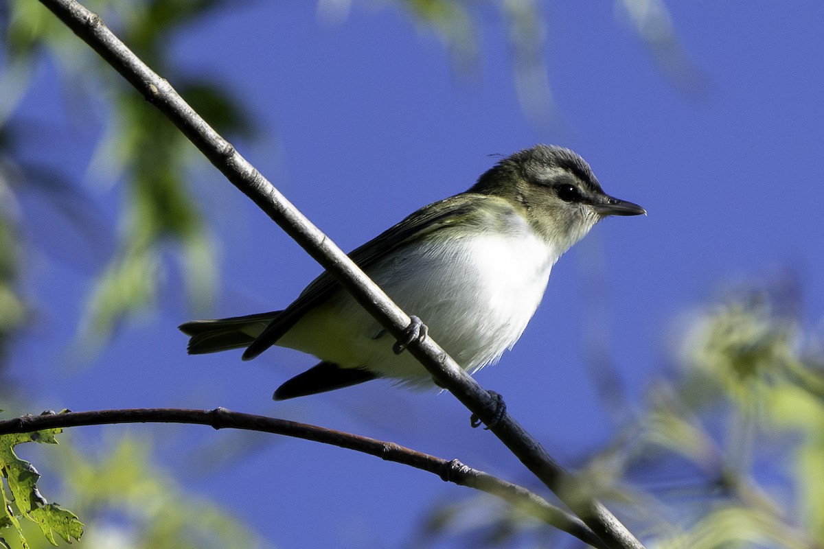 rødøyevireo - ML623597475