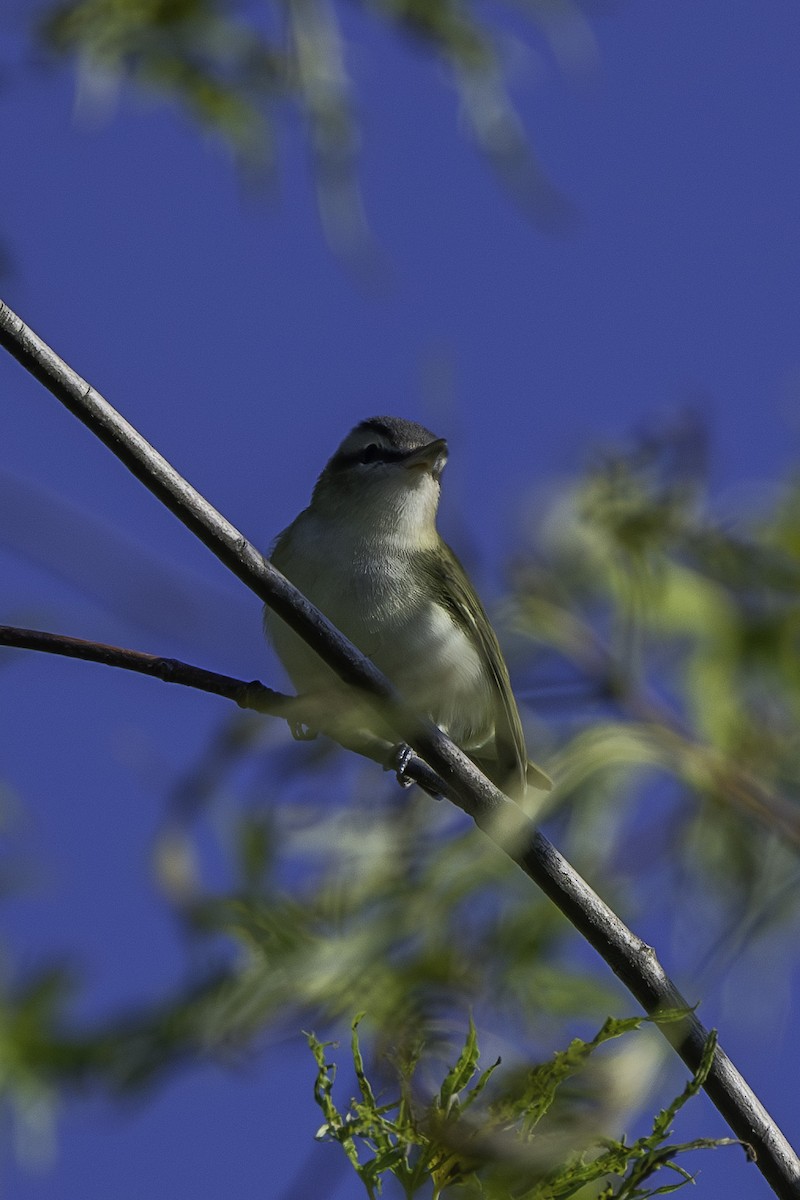 rødøyevireo - ML623597476