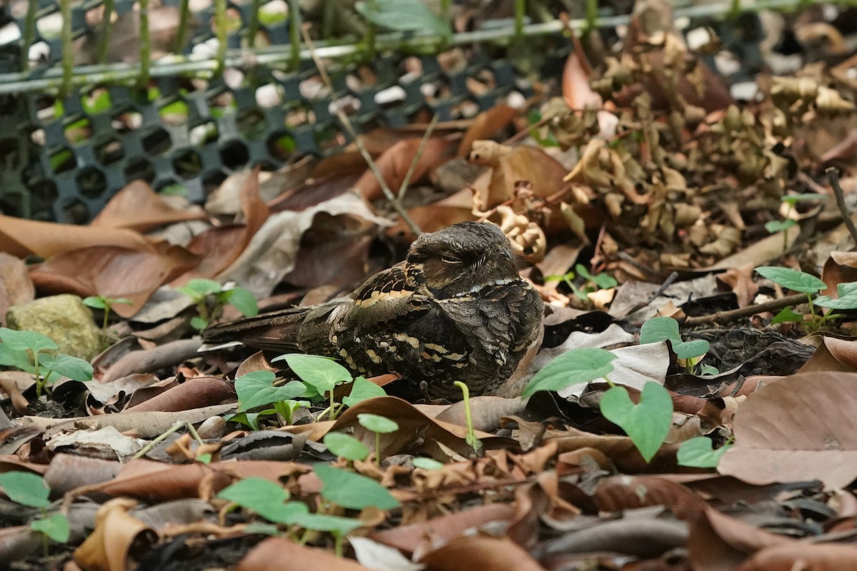 Large-tailed Nightjar - Keng Keok Neo