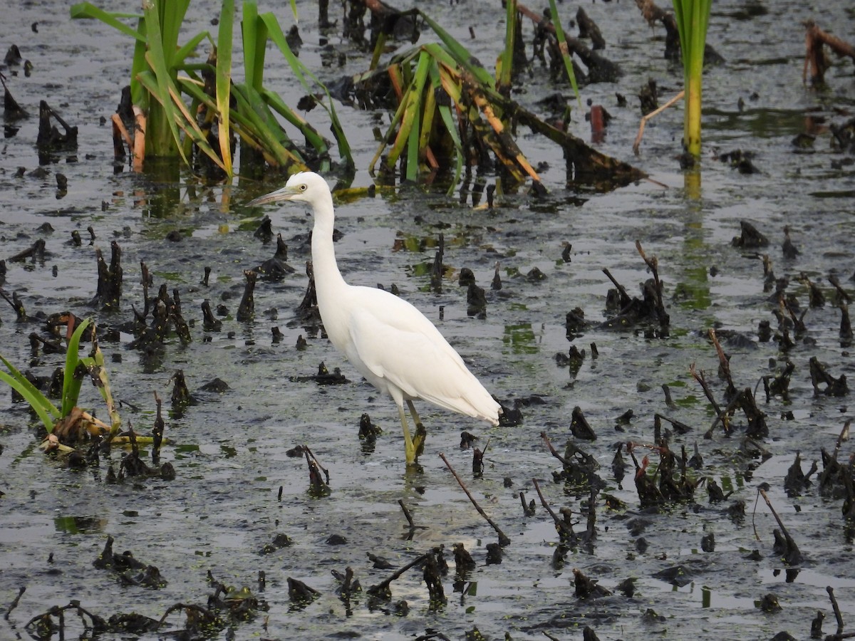 Little Blue Heron - ML623597556