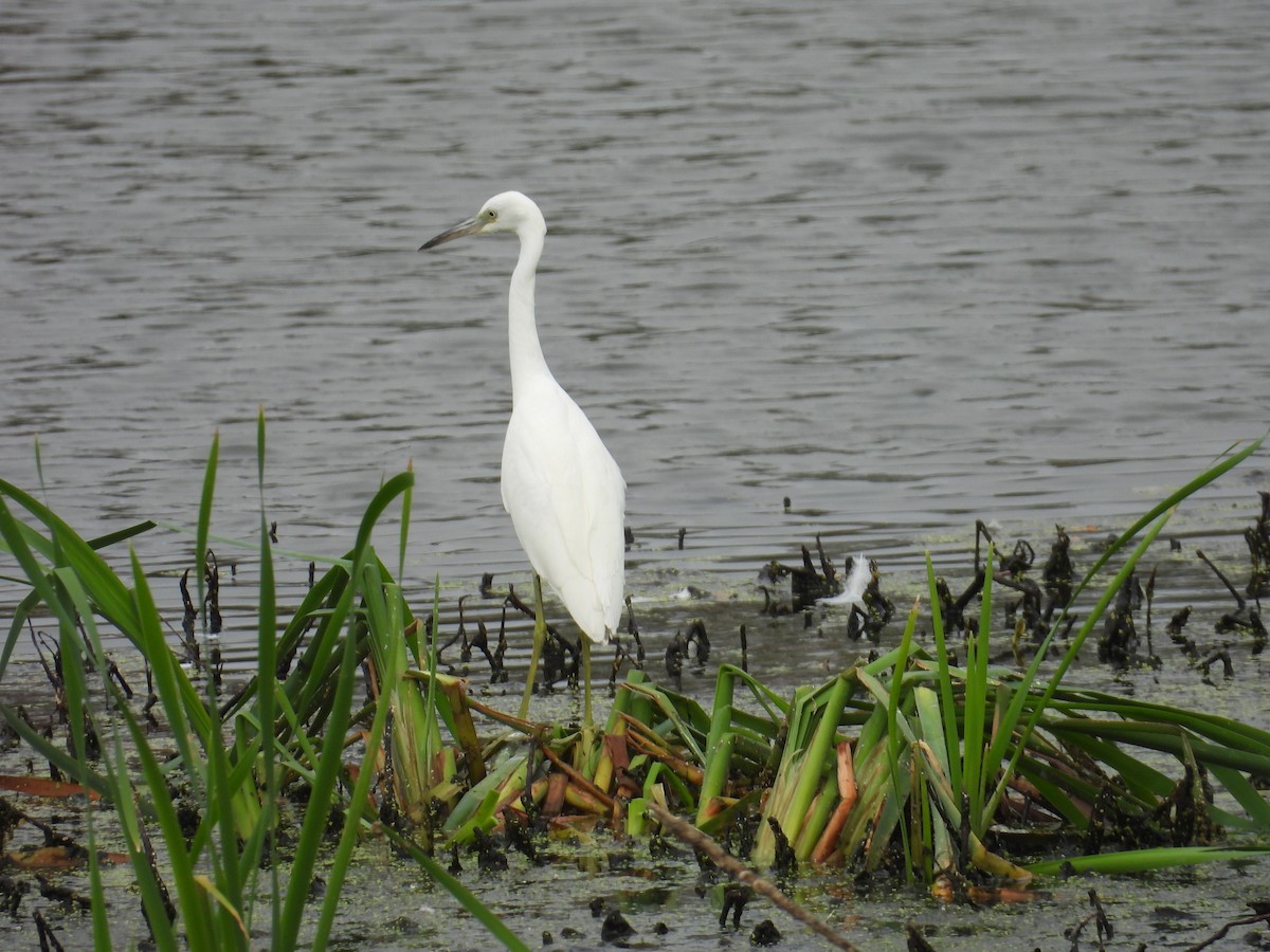 Little Blue Heron - ML623597559