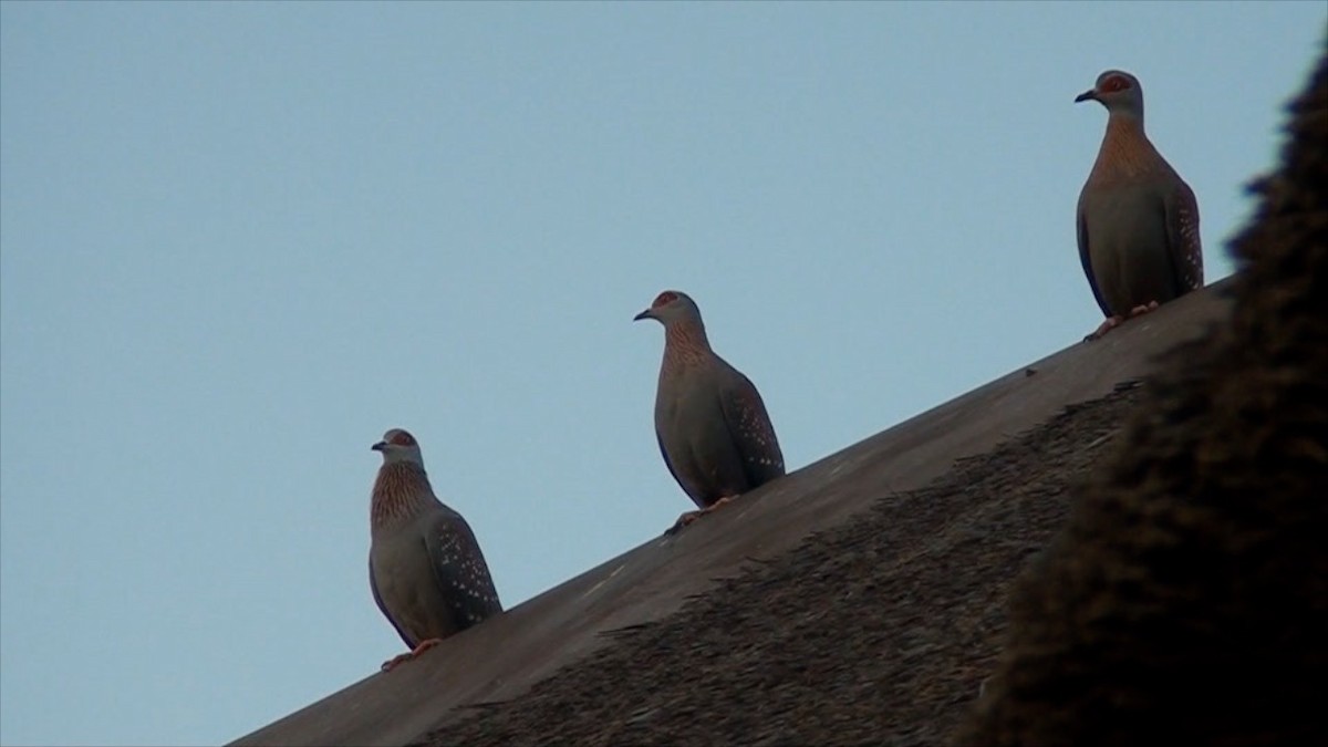 Red-eyed Dove - Paul Slichter