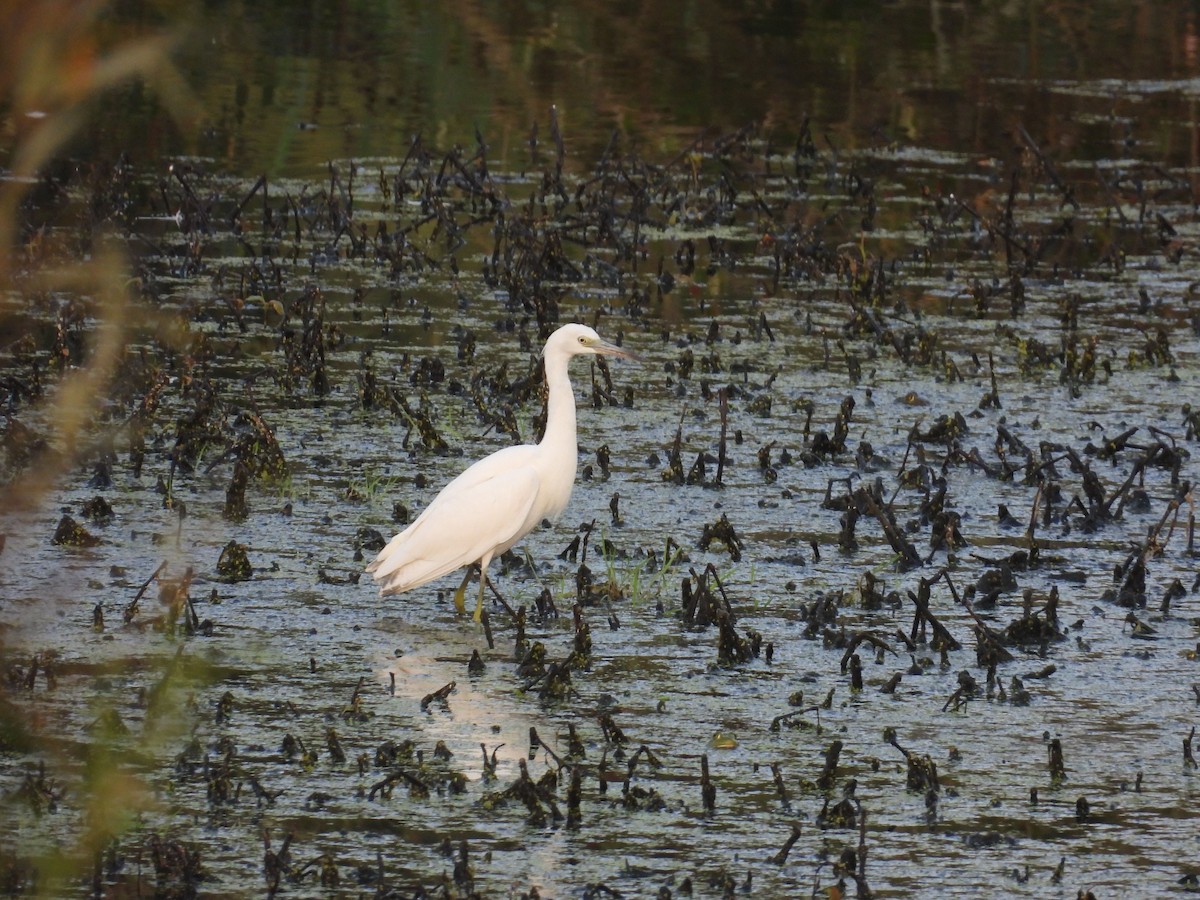 Little Blue Heron - ML623597595