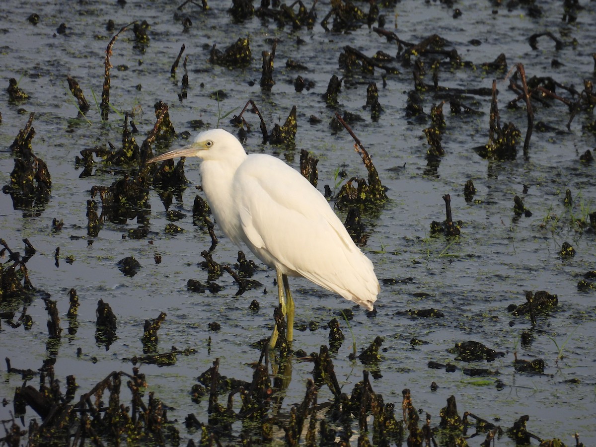 Little Blue Heron - ML623597599