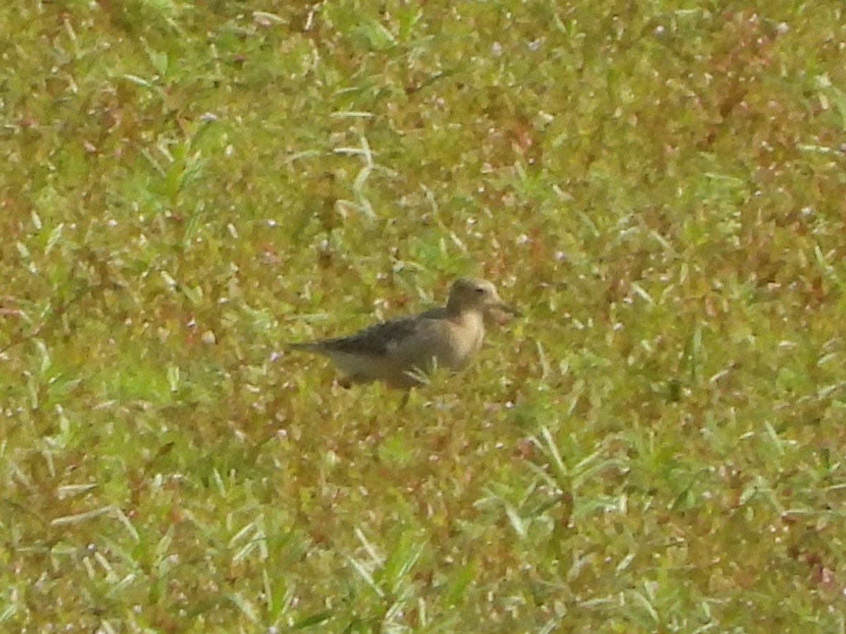 Buff-breasted Sandpiper - ML623597608