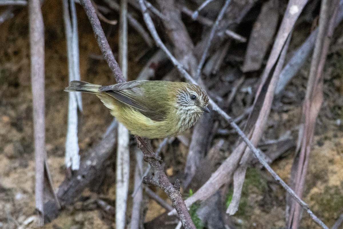 Striated Thornbill - ML623597629