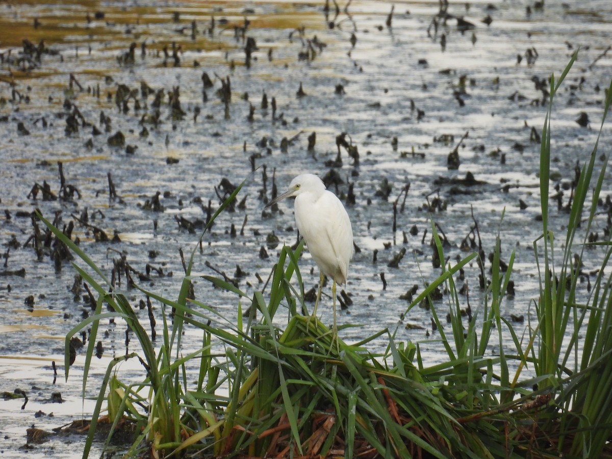 Little Blue Heron - ML623597650