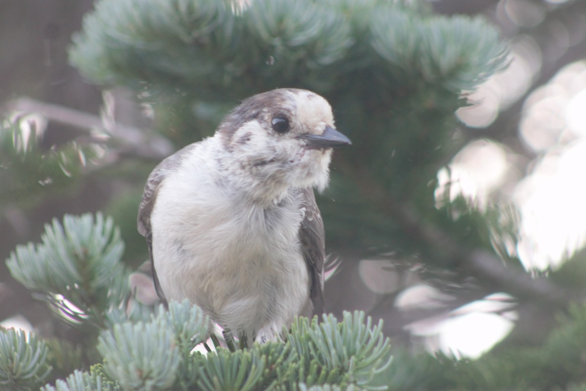 Canada Jay (Pacific) - ML623597685