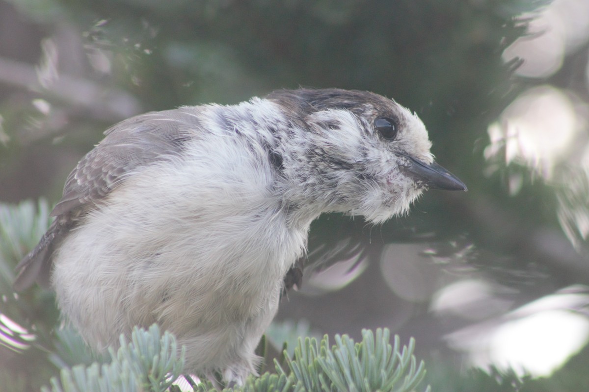 Canada Jay (Pacific) - ML623597686