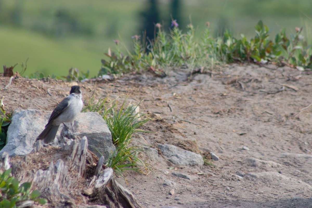 Canada Jay (Pacific) - John Shamgochian