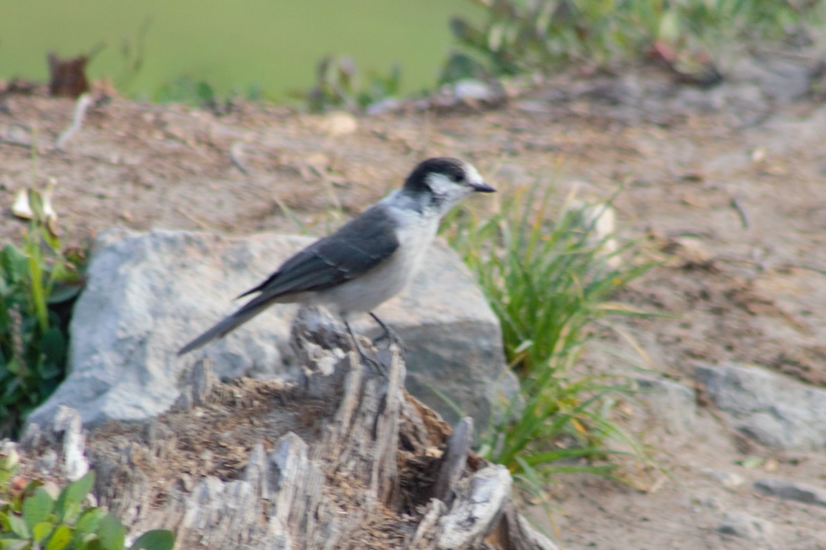 Canada Jay (Pacific) - ML623597688