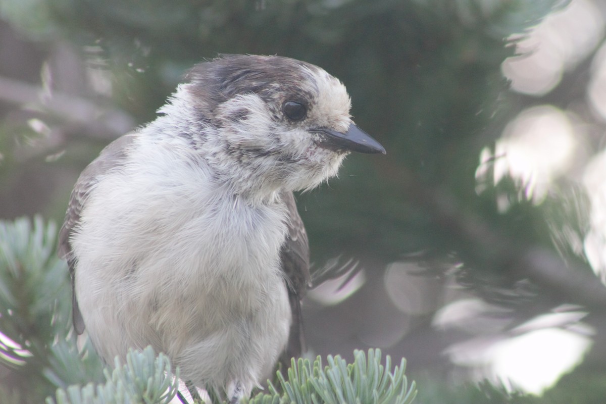 Canada Jay (Pacific) - ML623597689