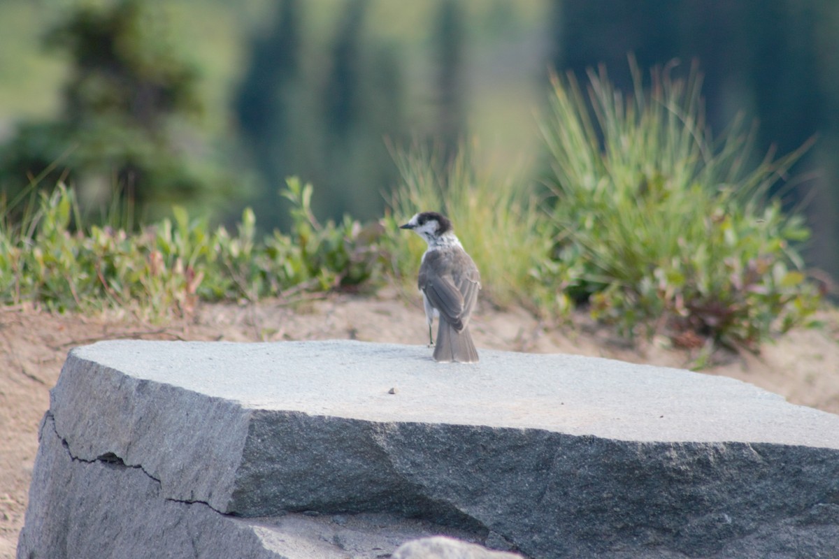 Canada Jay (Pacific) - John Shamgochian