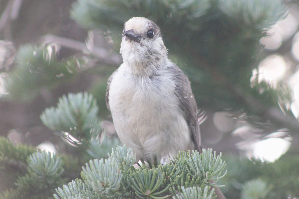 Canada Jay (Pacific) - ML623597691