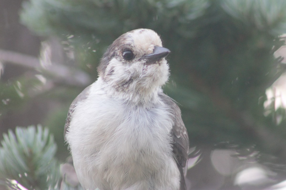 Canada Jay (Pacific) - ML623597692