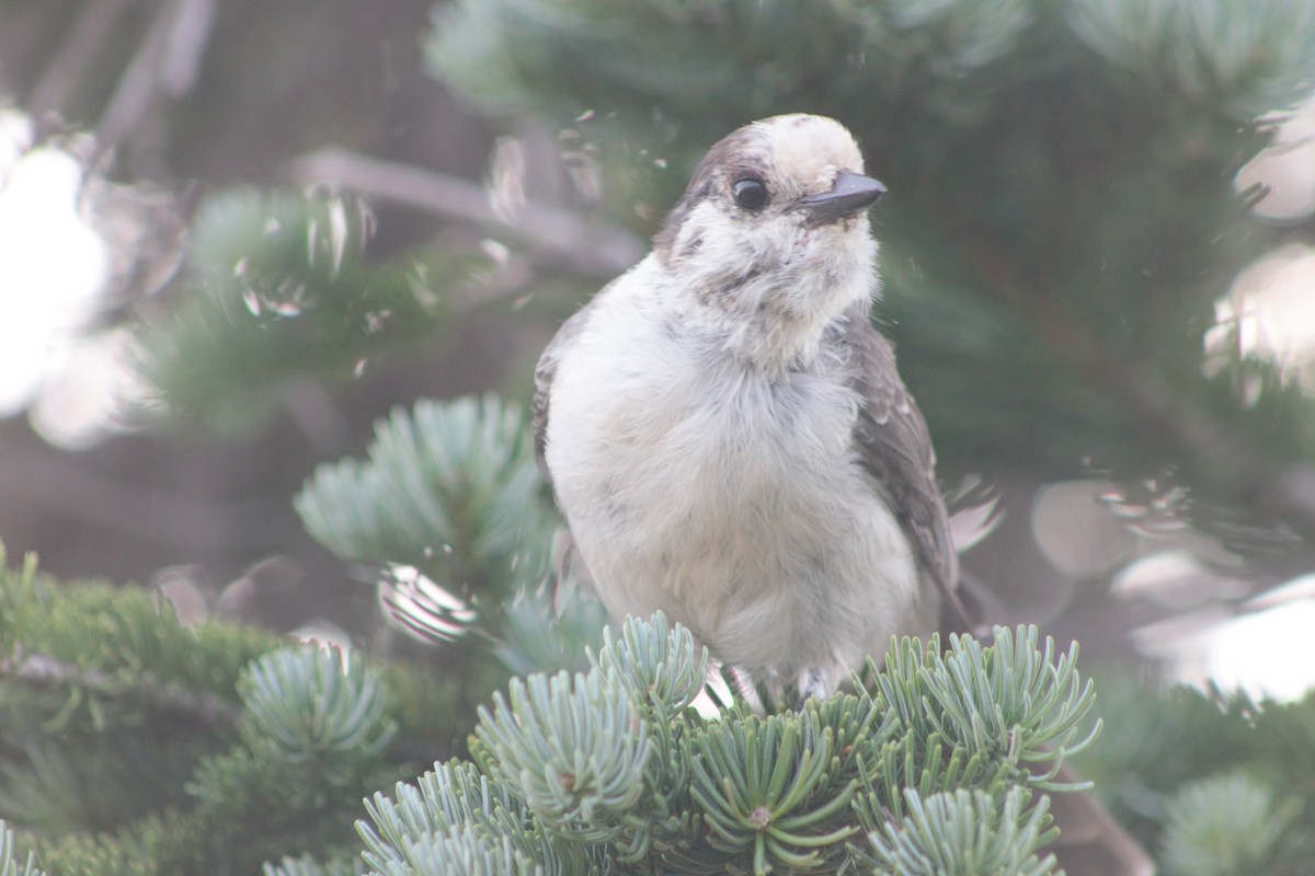 Canada Jay (Pacific) - ML623597693