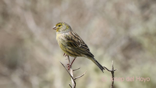 カナリア - ML623597695