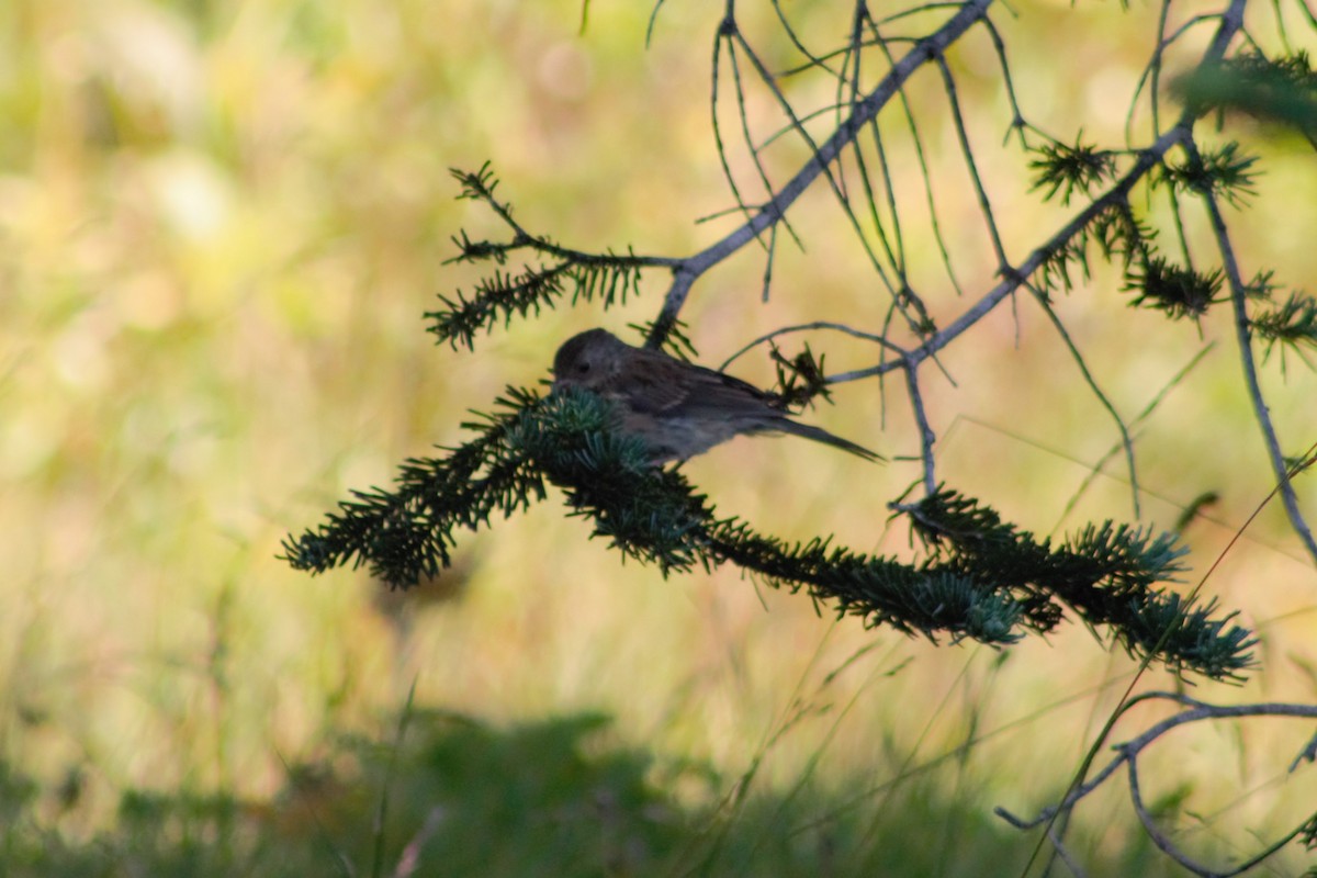 Dark-eyed Junco (Oregon) - ML623597697